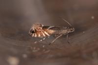 Glyphipterix simpliciella