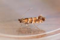 Phyllonorycter stettinensis