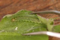 Agonopterix heracliana