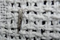 Yponomeuta irrorella