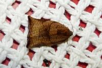 Archips podana