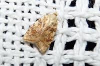 Aleimma loeflingiana
