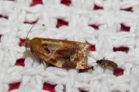 Archips xylosteana