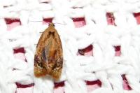 Ditula angustiorana
