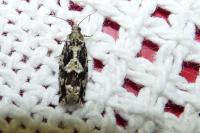 Zeiraphera isertana