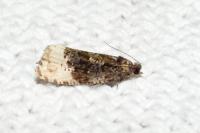 Hedya ochroleucana