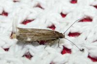 Aroga velocella