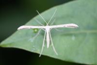 Emmelina monodactyla