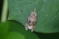 Celypha lacunana