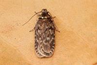 Depressaria douglasella