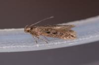 Scrobipalpa nitentella