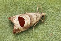 Notocelia uddmanniana