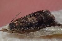 Strophedra nitidana