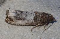 Notocelia rosaecolana