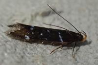 Argolamprotes micella
