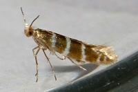 Argyresthia trifasciata