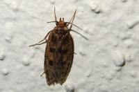 Hofmannophila pseudospretella