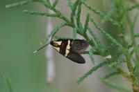 Dasycera oliviella