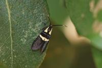 Dasycera oliviella