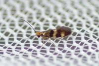Micropterix aglaella