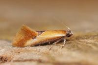 Batia lunaris