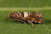 Epiblema graphana