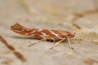 Pyroderces argyrogrammos