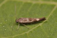 Scythris limbella