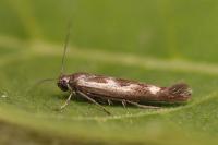 Scythris limbella