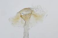 Bactra furfurana