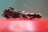 Dryadaula heindeli