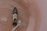 Spilonota ocellana