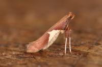 Caloptilia stigmatella