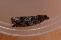 Ancylis achatana