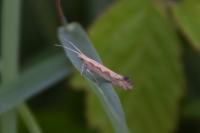 Plutella xylostella