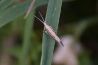 Plutella xylostella