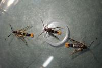 Synanthedon scoliaeformis
