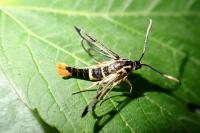 Synanthedon scoliaeformis