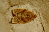 Adoxophyes orana