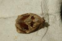 Archips crataegana