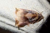 Archips podana