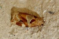 Archips xylosteana