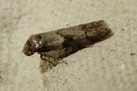 Blastobasis glandulella