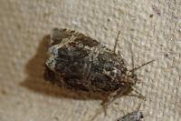 Celypha lacunana