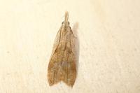 Dichomeris derasella
