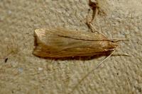 Helcystogramma rufescens
