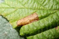 Phyllonorycter nicellii