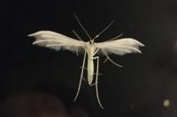 Pterophorus pentadactylus