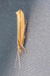 Ypsolopha ustella