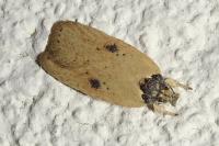 Agonopterix subpropinquella
